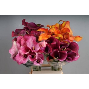 Calla Mix In Bucket Double Kallaland