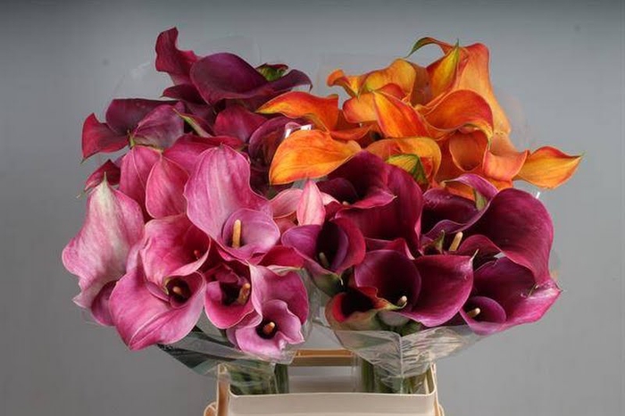 <h4>Calla Mix In Bucket Double Kallaland</h4>