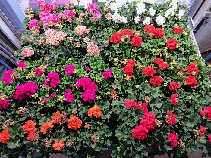 <h4>PEL ZON MIXK</h4>