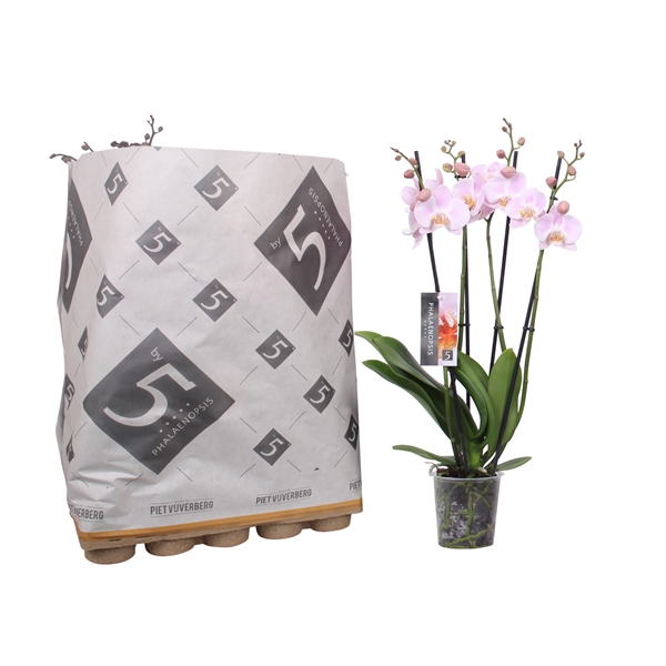 <h4>Phalaenopsis 4-spike 25+ mix in Pulp tray</h4>