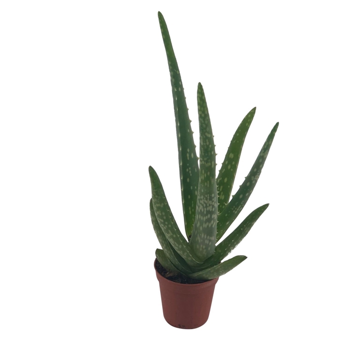 <h4>Aloe vera</h4>