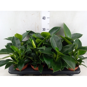Philodendron  'Green Princess'