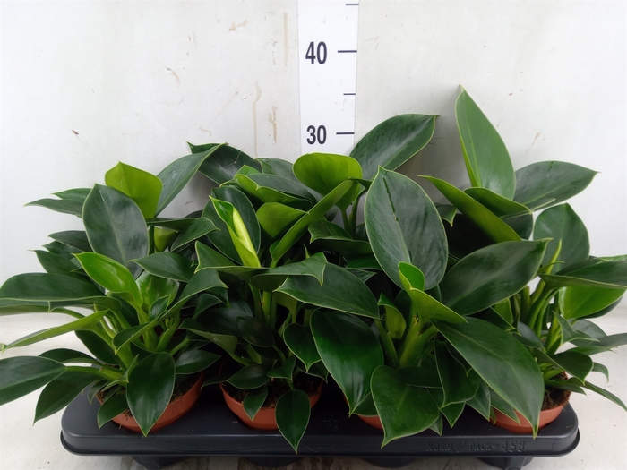 <h4>Philodendron  'Green Princess'</h4>