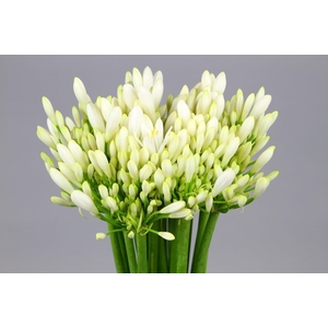 Agapanthus EYFORI White