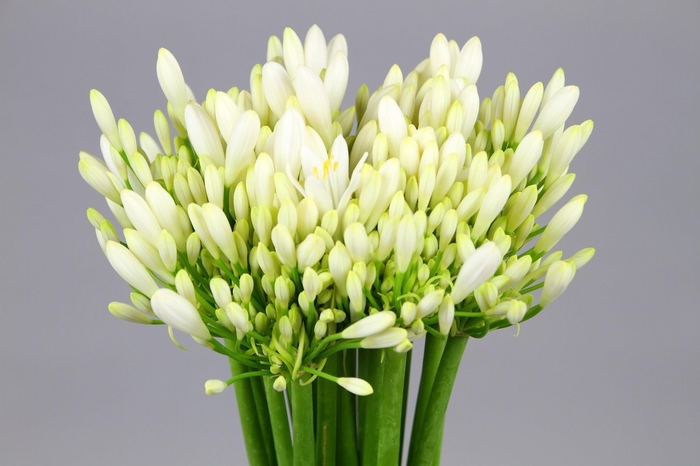 <h4>Agapanthus EYFORI White</h4>