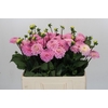 Dahlia Wizard of Oz