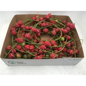 Sier Diplocyclos Red P Box