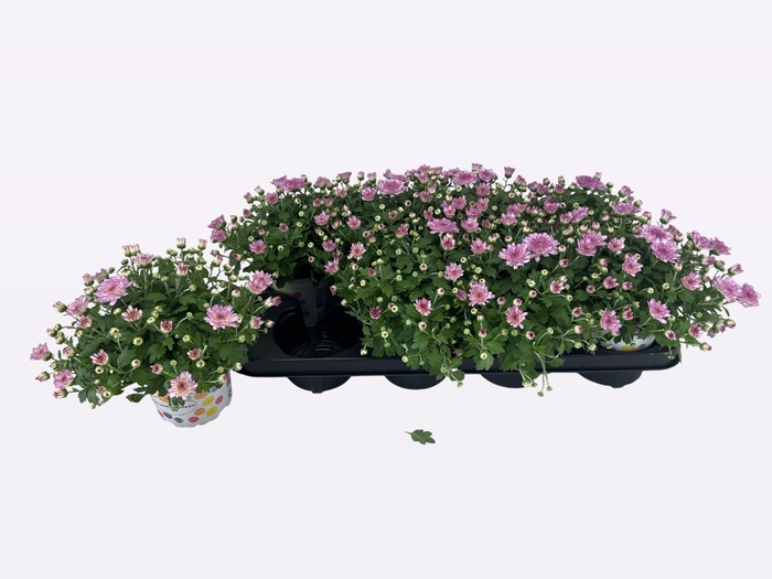 <h4>CHRY FLAIR PINK</h4>