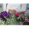 arr8 Hanging Baskets