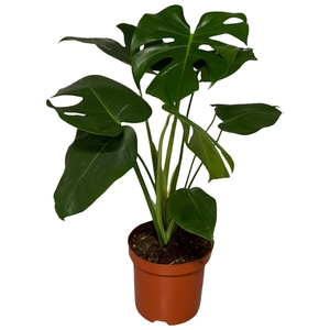 Monstera deliciosa