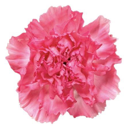 <h4>Di St Tonic Dollar</h4>