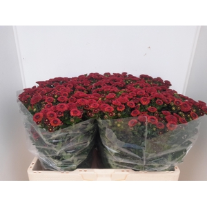 CHR S CALIMERO RED