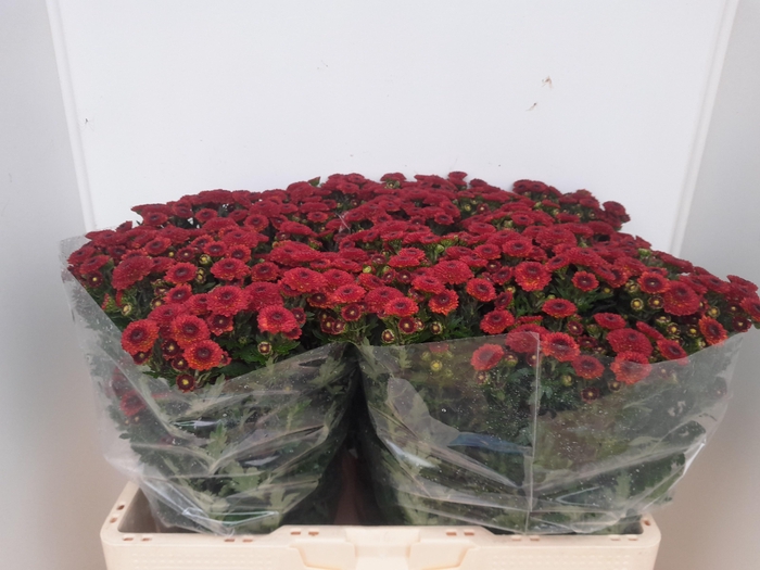 <h4>CHR S CALIMERO RED</h4>