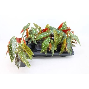 Begonia leaf maculata 12Ø 25cm