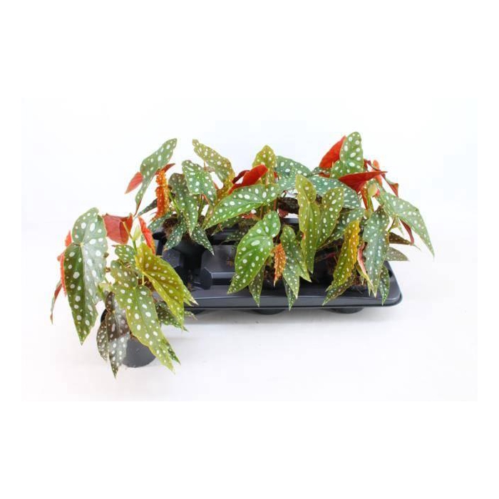 <h4>Begonia leaf maculata 12Ø 25cm</h4>