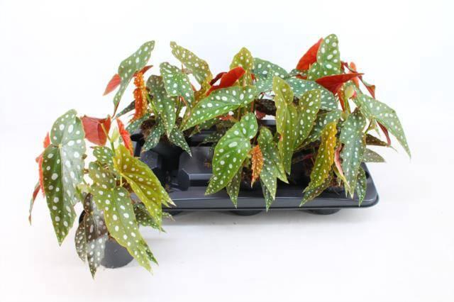 Begonia leaf maculata 12Ø 25cm