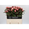 Paeonia Nick Shaylor
