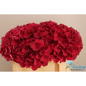 HYDR M MAG RUBYRED