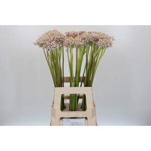Allium Silverspring