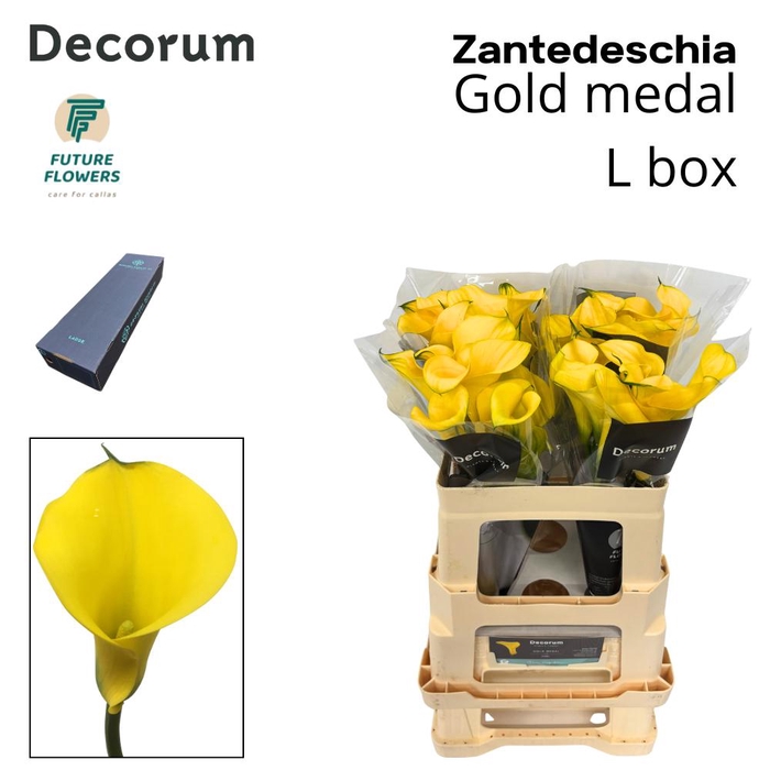 <h4>ZANT GOLD MEDAL LARGE BOX 55 CM</h4>