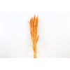 Dried Triticum Bleached Salmon Bunch