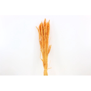 Dried Triticum Bleached Salmon Bunch