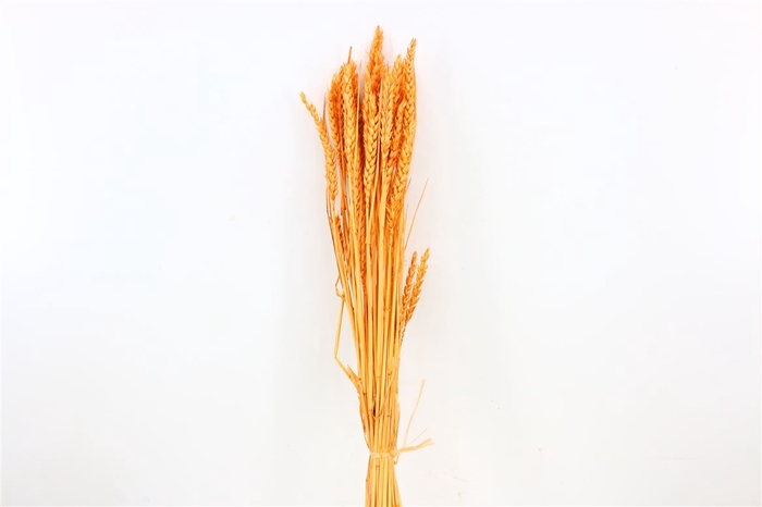 Dried Triticum Bleached Salmon Bunch