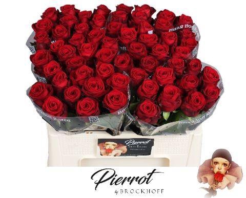 <h4>R GR RED NAOMI! L50 PIERROT</h4>