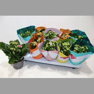 Kalanchoe Double Deluxe Mix