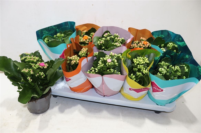 <h4>Kalanchoe Double Deluxe Mix</h4>