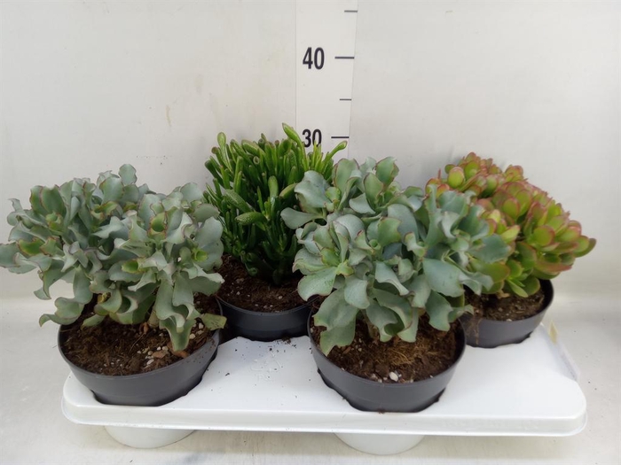 <h4>Crassula   ...mix</h4>