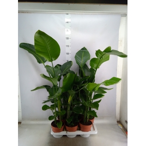 Strelitzia nicolai