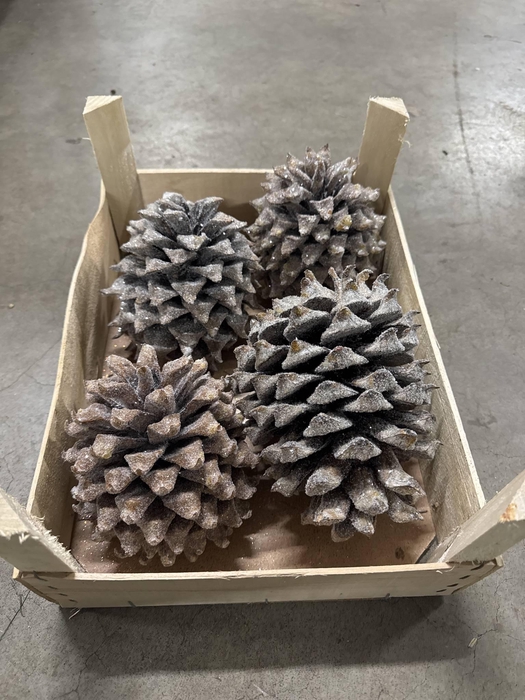 <h4>DIGGER COINS H%</h4>