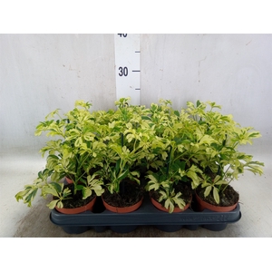Schefflera arbor. 'Janine'