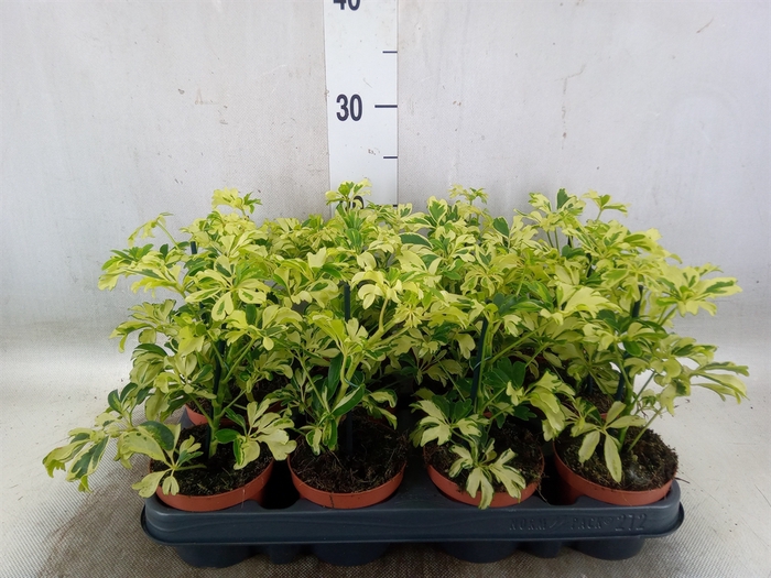 <h4>Schefflera arbor. 'Janine'</h4>