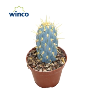 Opuntia Basilaris Variagata Caudata