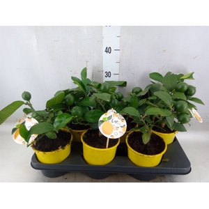 Citrus meyeri 'Meyer'