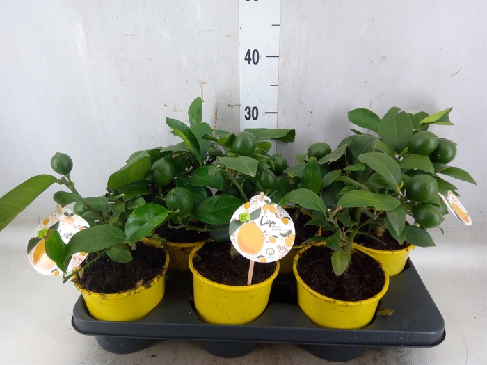 <h4>Citrus meyeri 'Meyer'</h4>