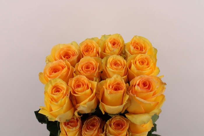 <h4>R Gr Deja Vu</h4>