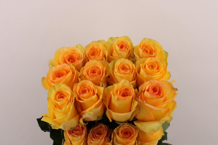 <h4>R Gr Deja Vu</h4>