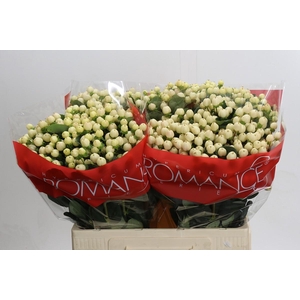 Hypericum Cool Romance