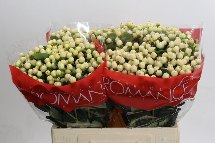 Hypericum Cool Romance