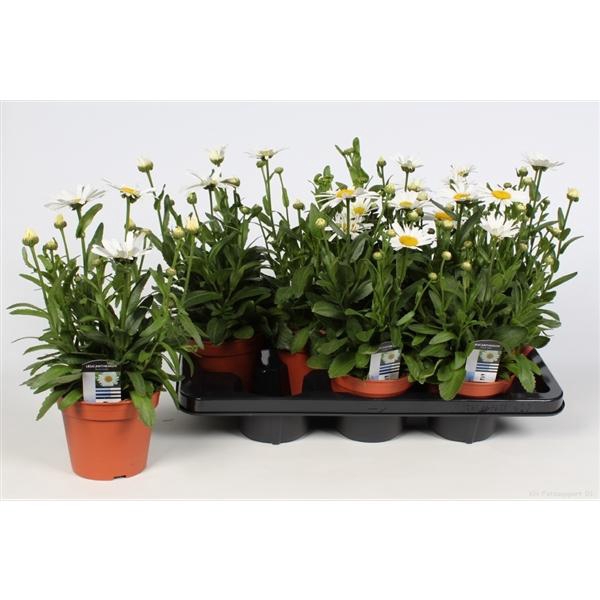 <h4>Leucanthemum Superbum Grp 'Snow Lady'</h4>