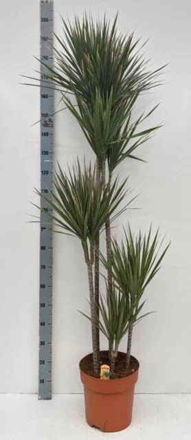 <h4>DRA MARG BICOLOR</h4>
