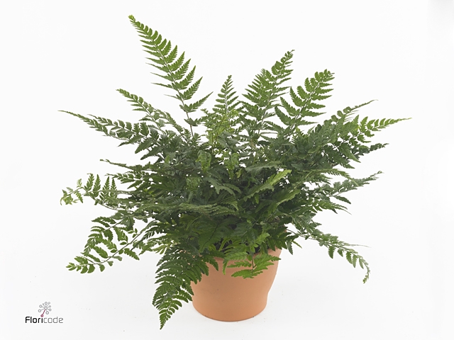 Polystichum tsus-simense