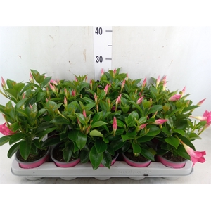 Mandevilla sand. 'Rio Pink'