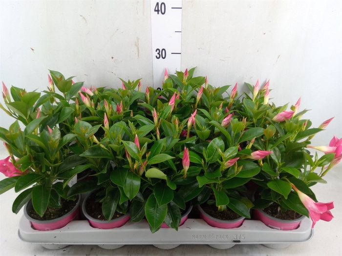 <h4>Mandevilla sand. 'Rio Pink'</h4>