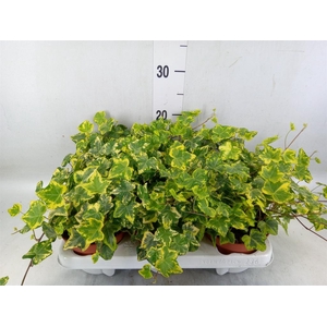 Hedera helix 'Golden Kolibri'