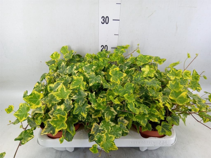 <h4>Hedera helix 'Golden Kolibri'</h4>