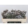 Kaaps Groen Silver Brunia